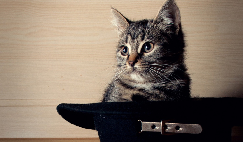 Кот сидит в черной шляпе