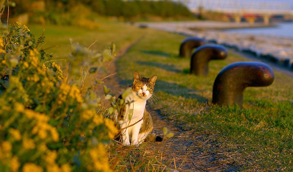 Кот сидит на тропинке