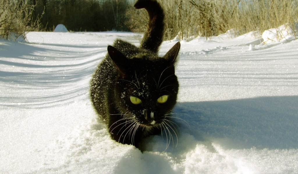Кошка гуляет по снегу