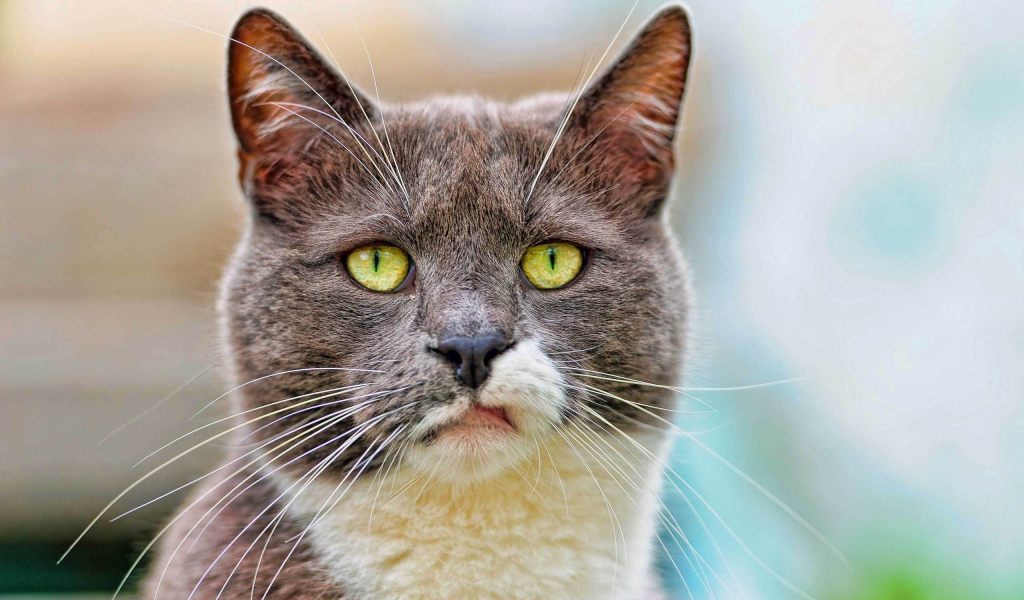 Кот с ухмылкой