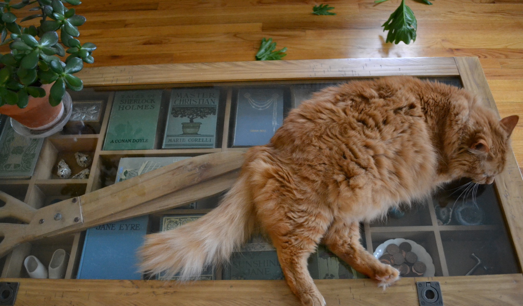 Толстый рыжий кот спит на столе