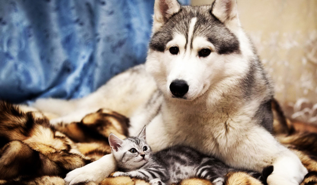 Большой пёс и маленький кот