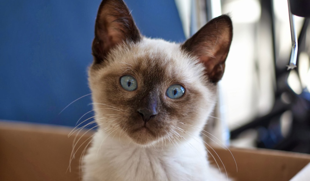 Маленький удивлённый сиамский кот