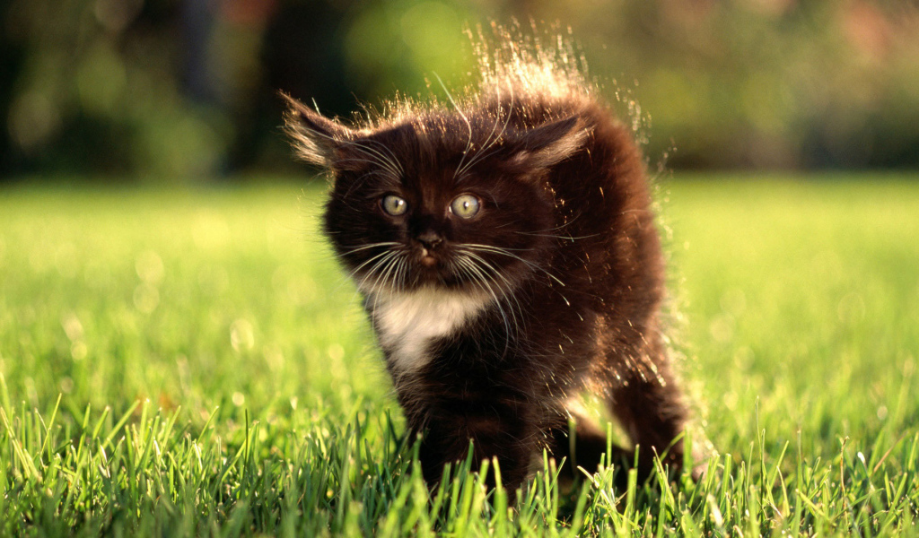 Маленький чёрный кот с белым пятнышком испугался