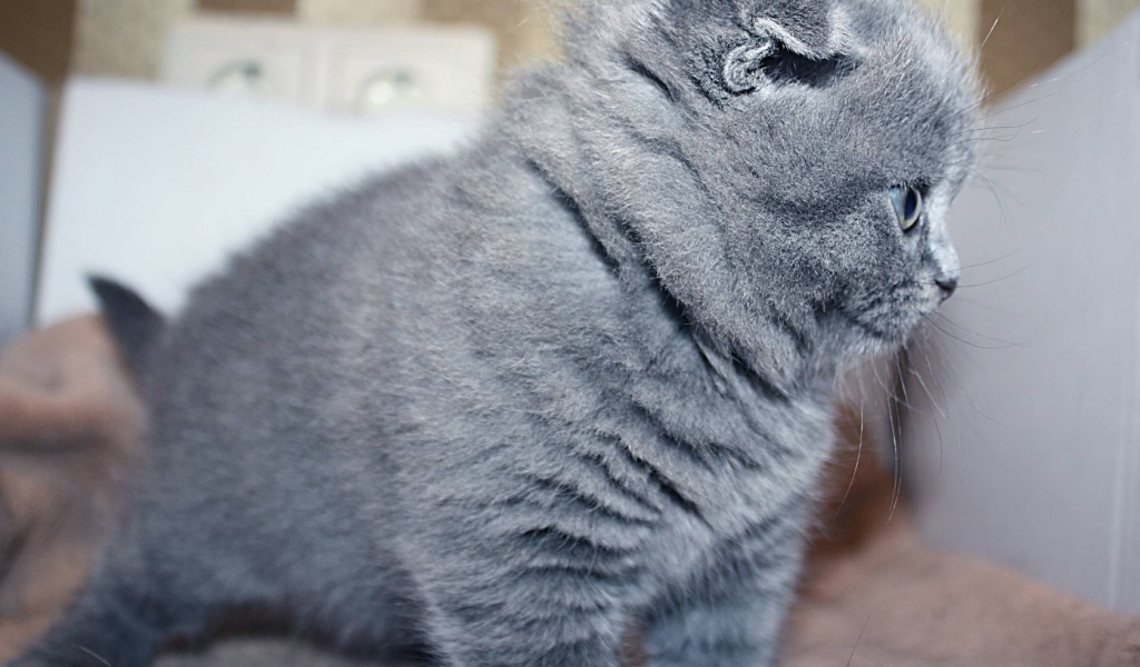 Маленький серый шотландский вислоухий кот