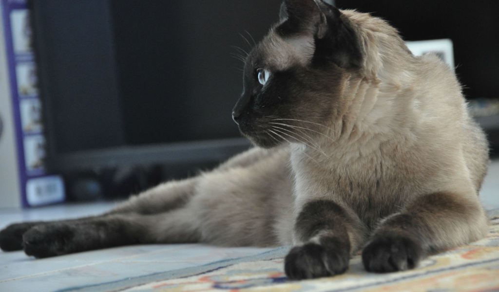 Взрослый сиамский кот отдыхает