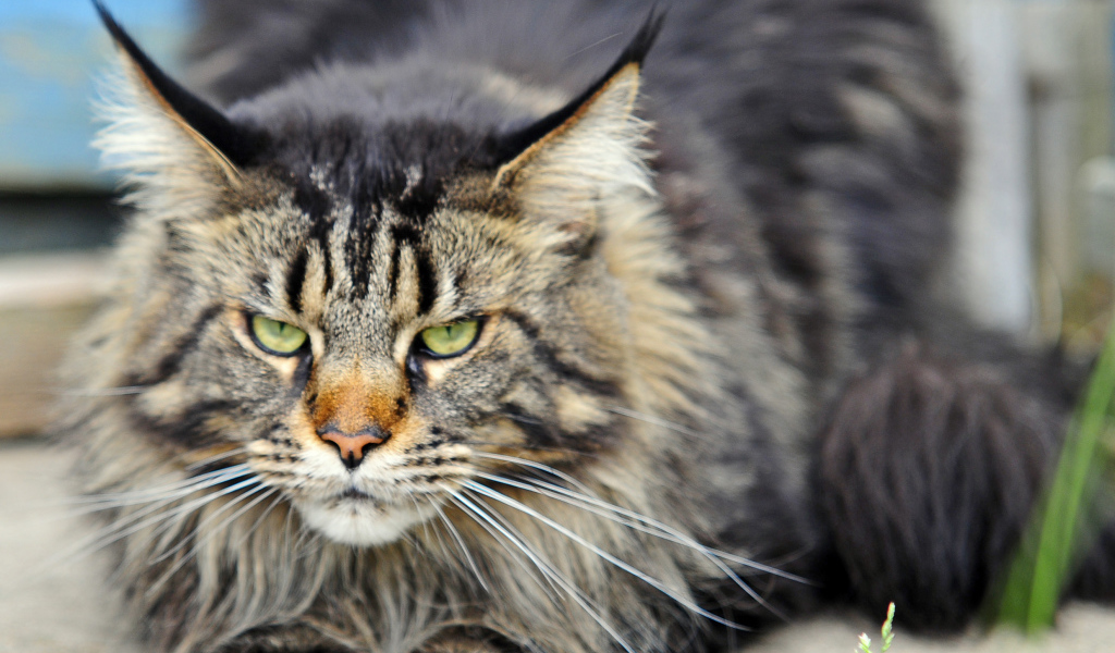 Злой, но красивый кот мейн-кун