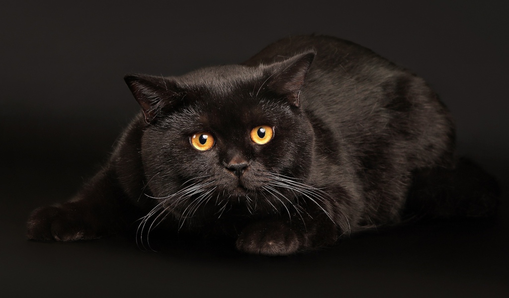 Злой толстый чёрный кот