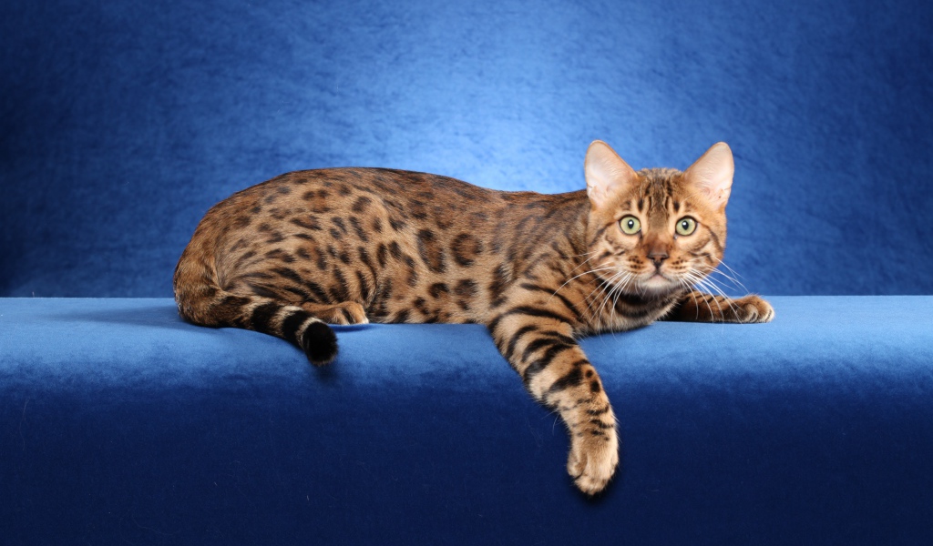 Красивый бенгальский кот на синем фоне