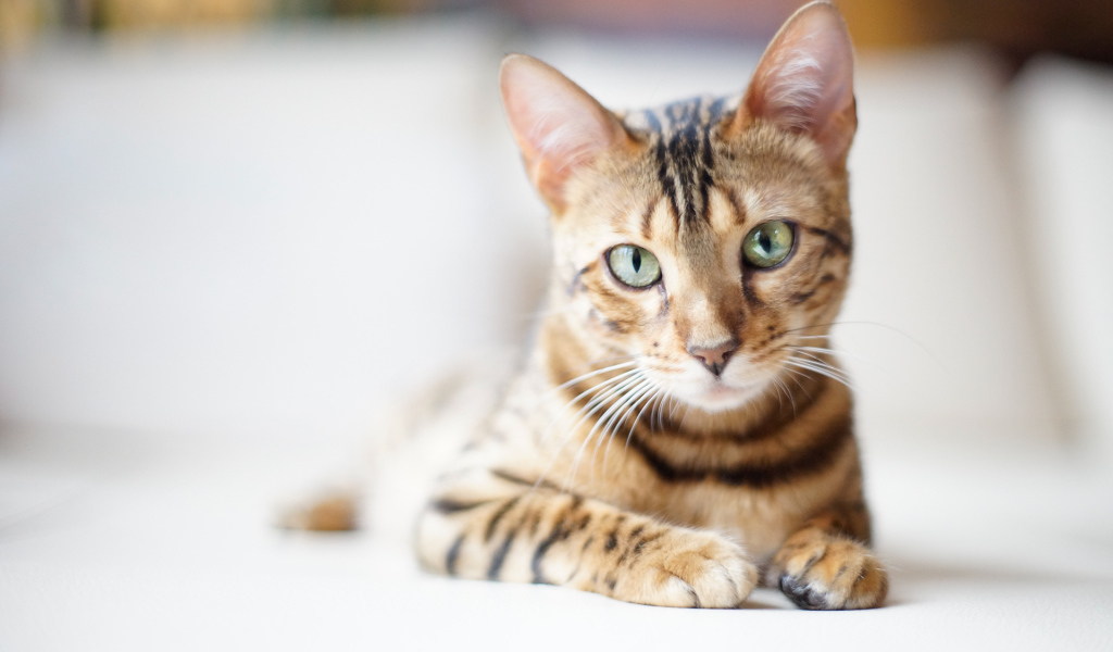 Красивый бенгальский кот на светлом фоне