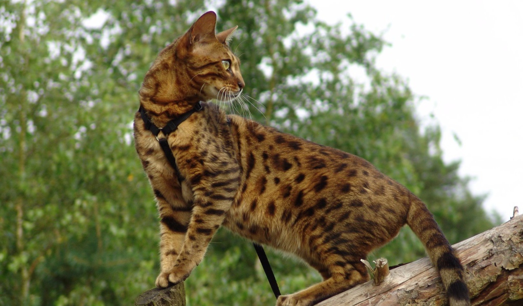 Красивый бенгальский кот на дереве