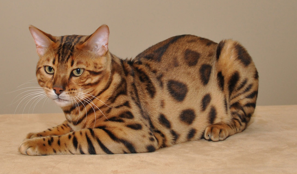 Красивый бенгальский кот позирует
