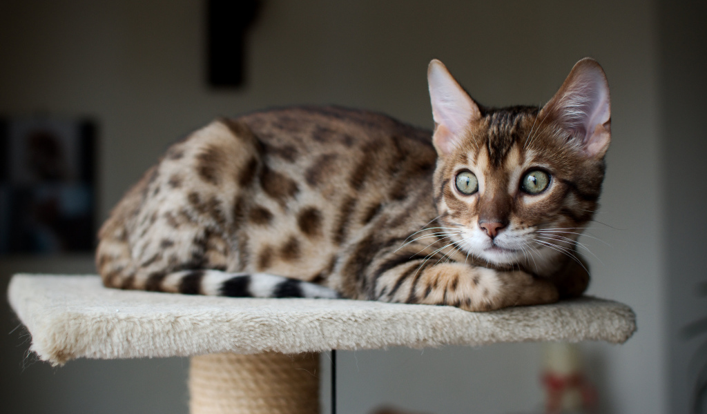 Красивый бенгальский кот кого-то увидел