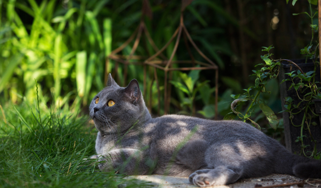 Красивый британский кот на траве