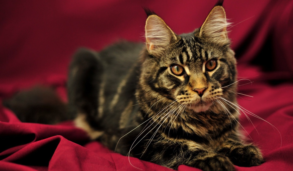 Красивый кот мейн-кун с коричневыми глазами