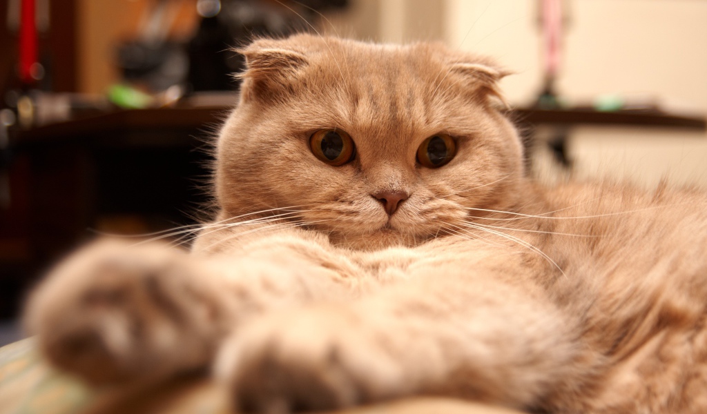 Красивый шотландский вислоухий кот устал