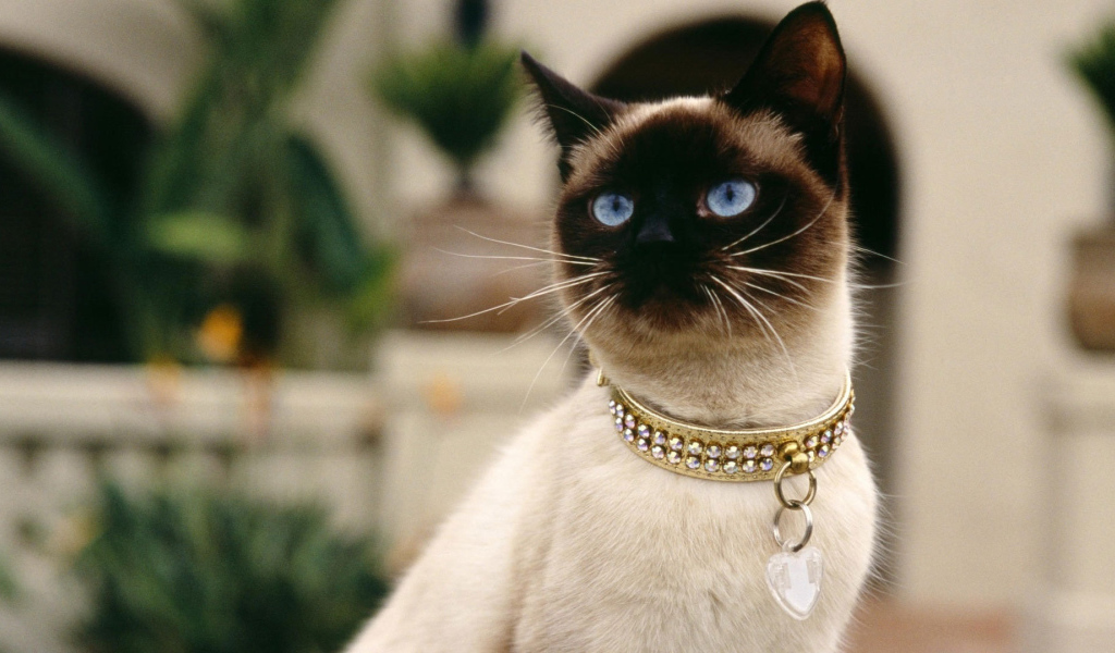 Красивый сиамский кот