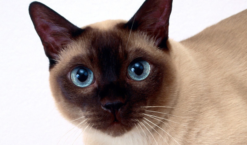 Красивый сиамский кот крупным планом