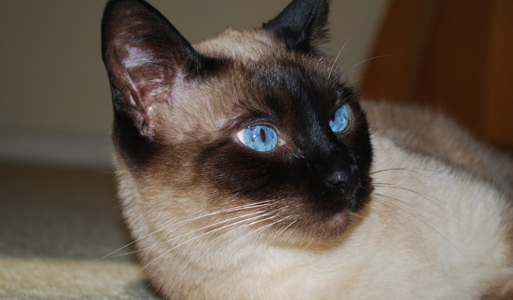 Красивый сиамский кот отдыхает