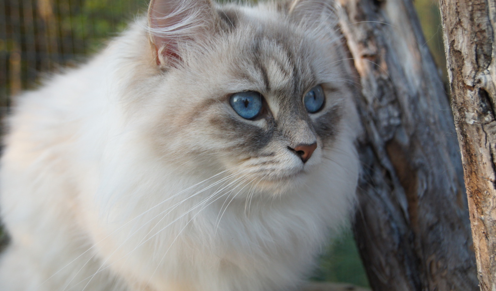Красивый сибирский кот среди деревьев
