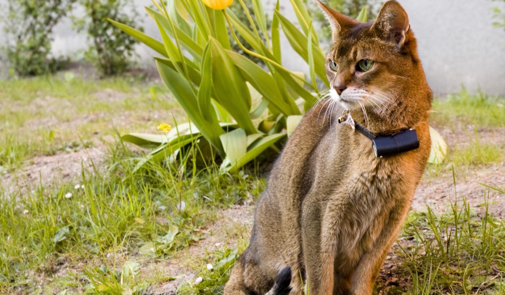 Красивая абиссинская кошка