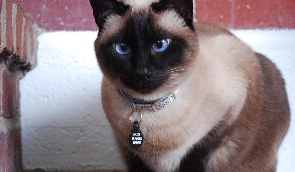 Голубоглазый красивый сиамский кот