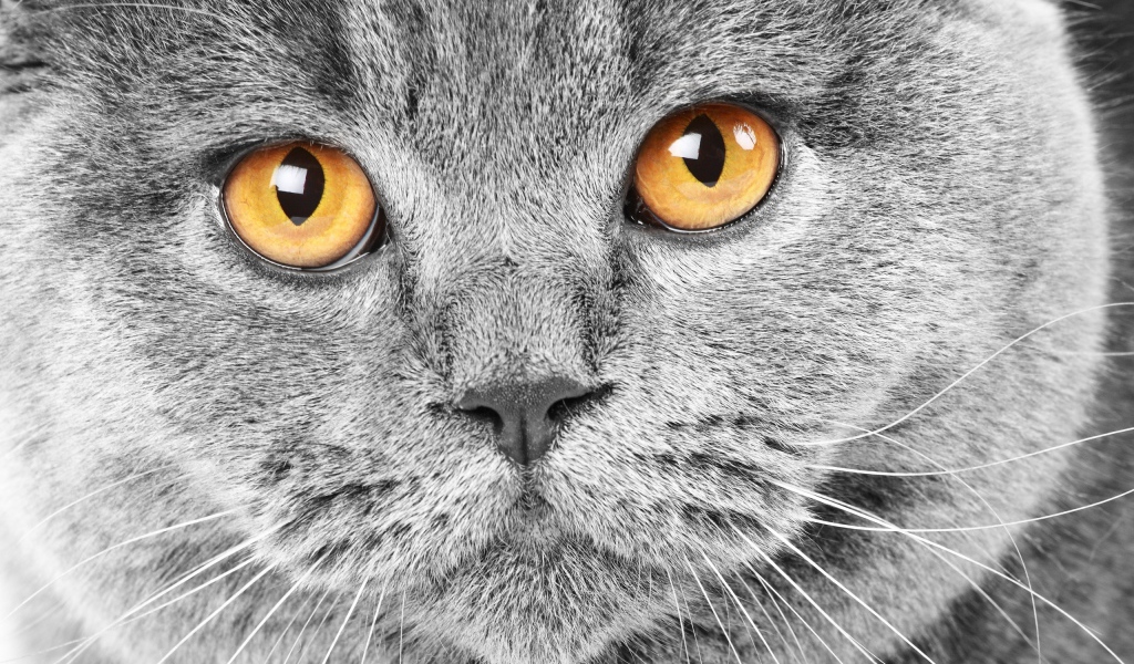 Красивый британский кот крупным планом