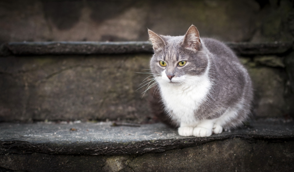 Красивый кот на ступеньках