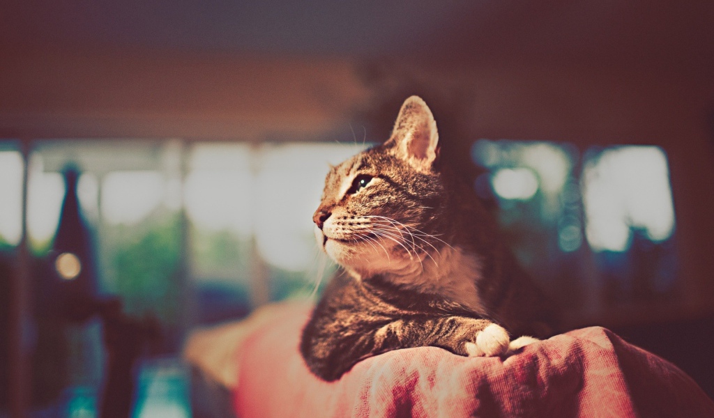 Красивый кот отдыхает