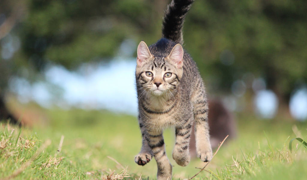 Красивый кот бежит к хозяину