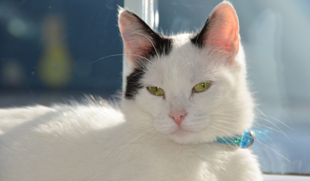 Красивый кот с голубым ошейником