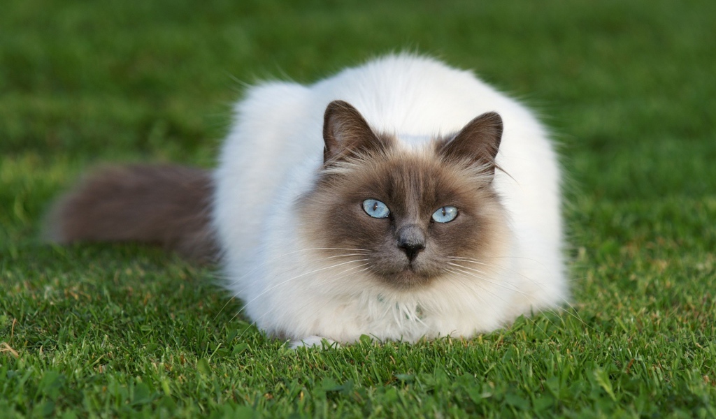 Beautiful fluffy Siamese cat on grass