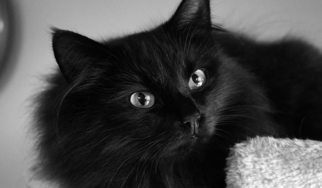 Пушистый красивый чёрный кот