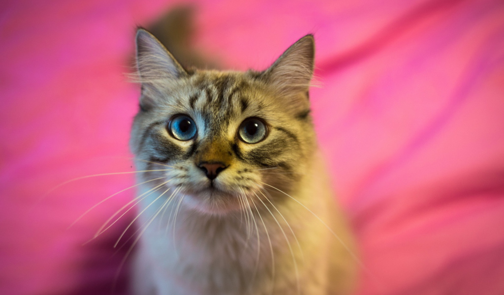 Красивый пушистый кот на розовом фоне