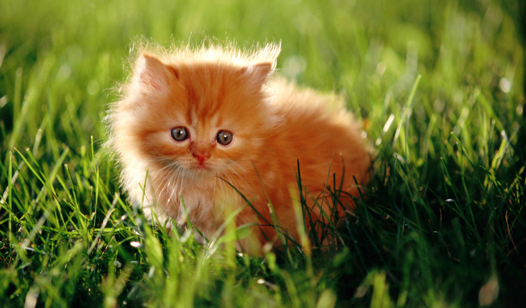Красивый маленький рыжий кот на траве