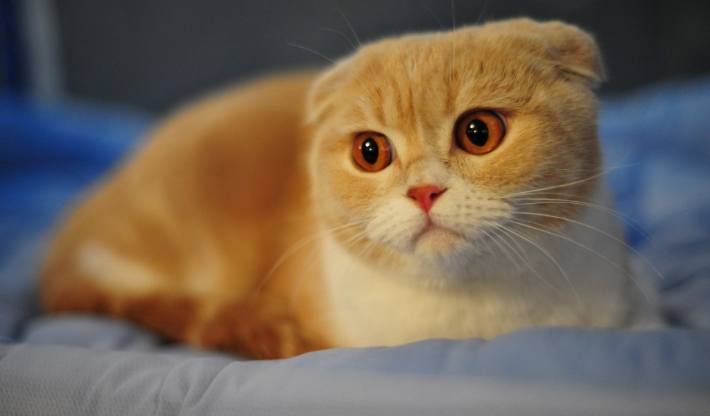 Красивый вислоухий рыжий кот