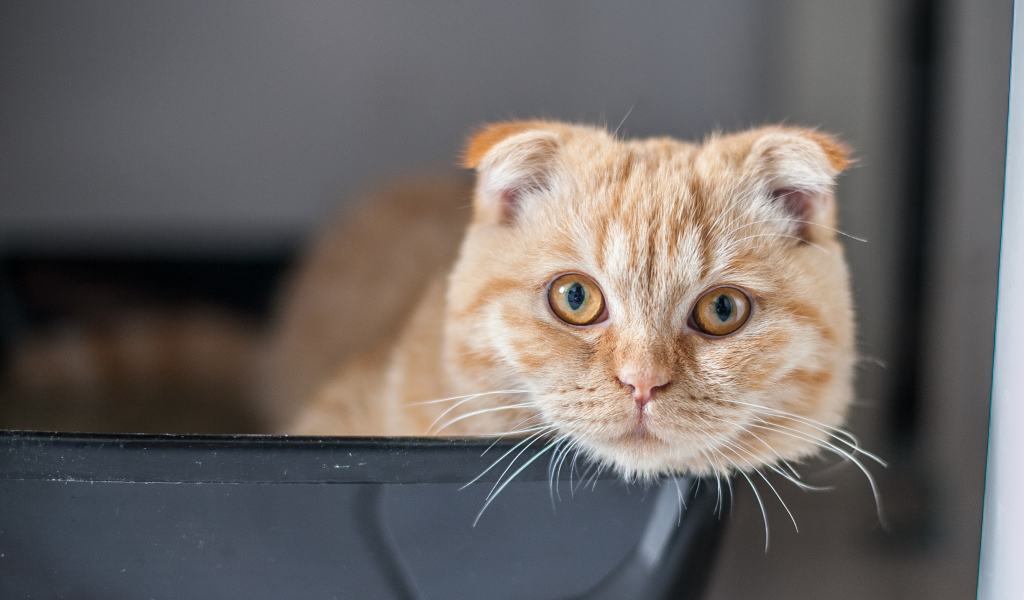 Рыжий красивый шотландский вислоухий кот