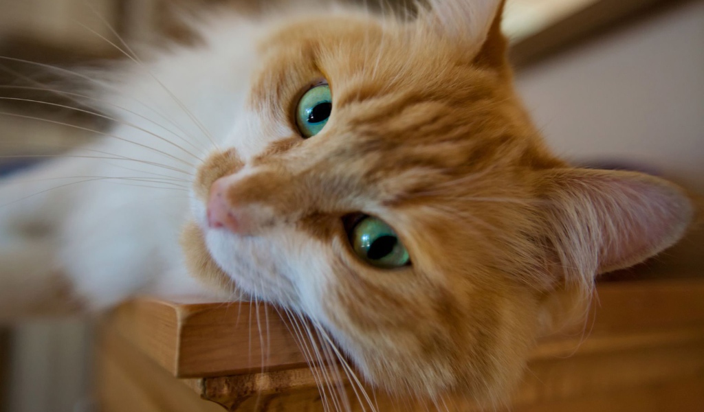 Красивый рыжий зеленоглазый кот мейн-кун крупным планом