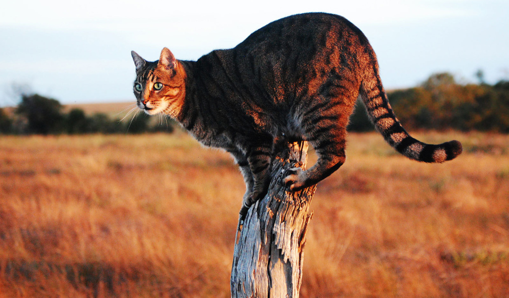 Красивый кот саванна