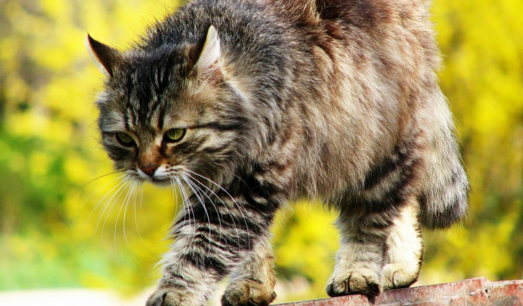 Beautiful serious Siberian cat