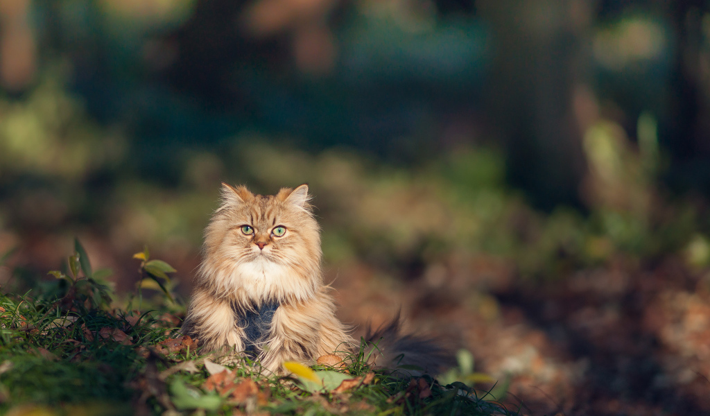 Красивый серьёзный кот в траве