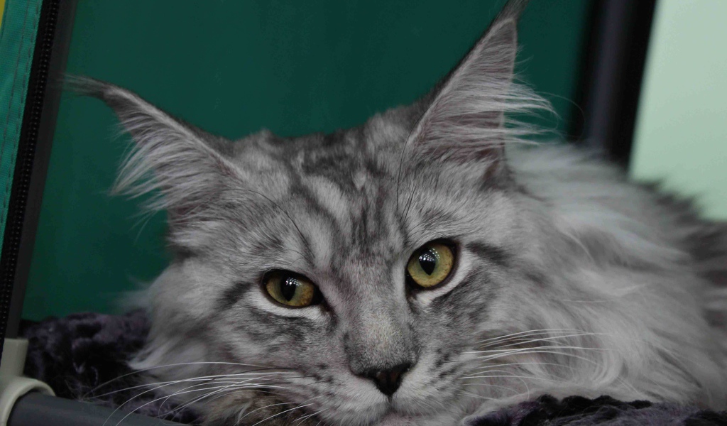 Серебристый красивый кот мейн-кун