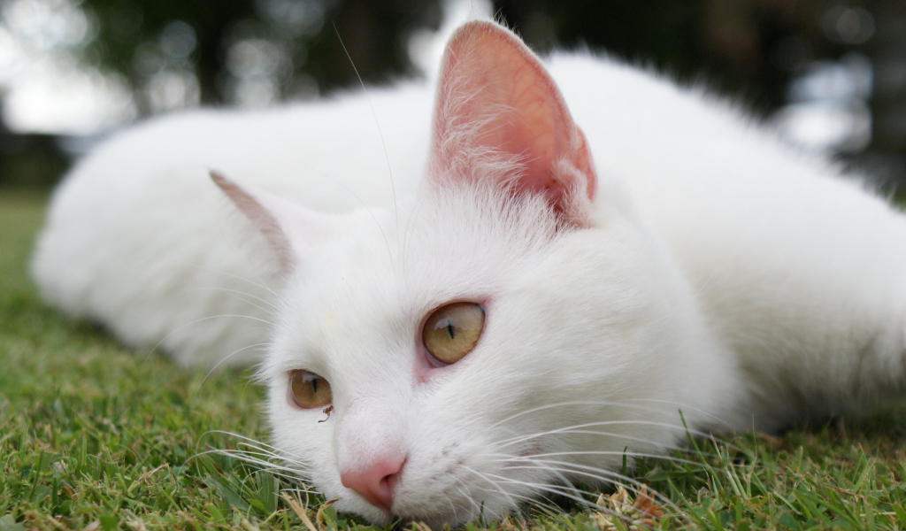 Красивый белый кот отдыхает на траве