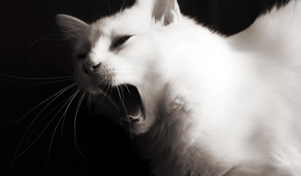 Красивый белый молодой кот зевает