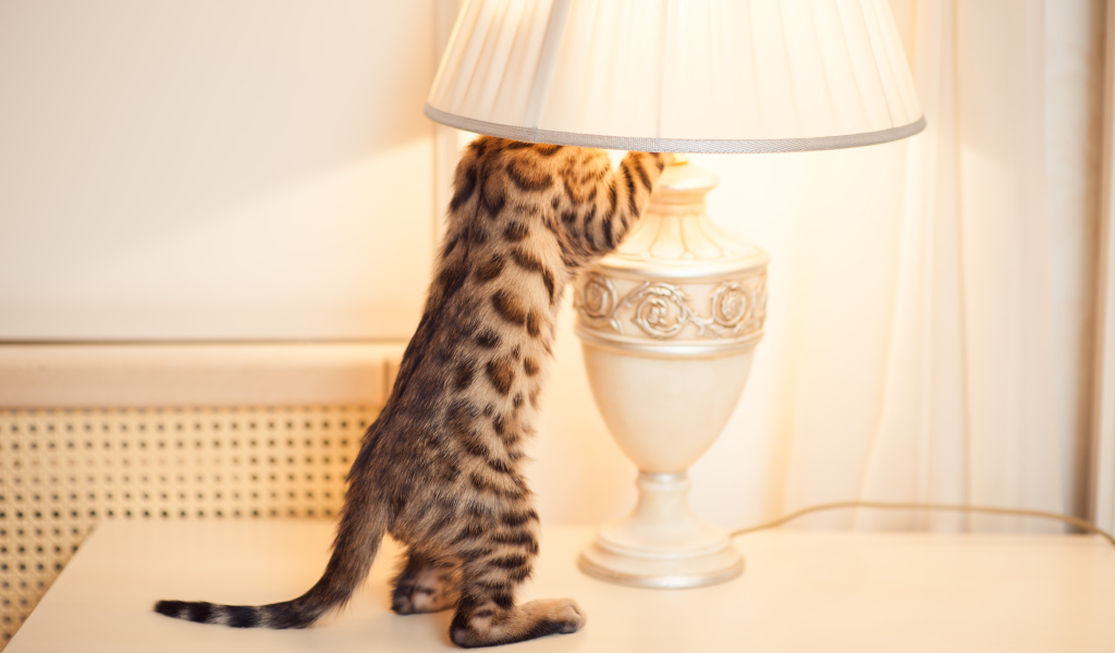 Бенгальский кот и лампа