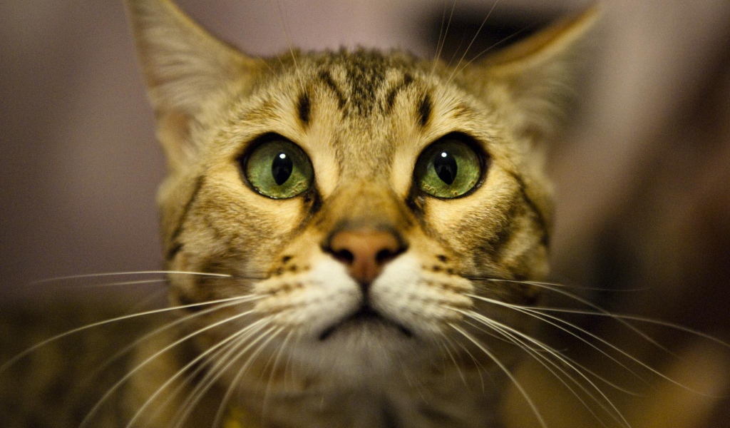 Бенгальский кот крупным планом