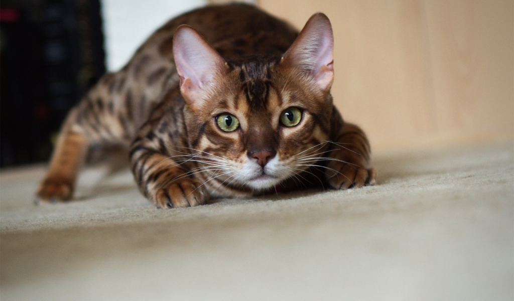 Бенгальский кот охотится