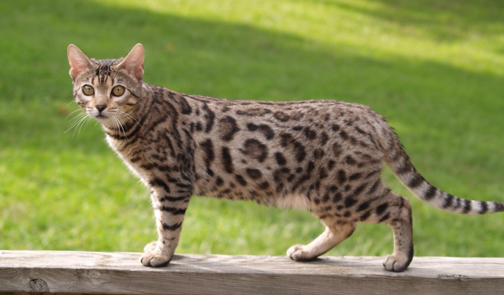 Бенгальский кот на заборе