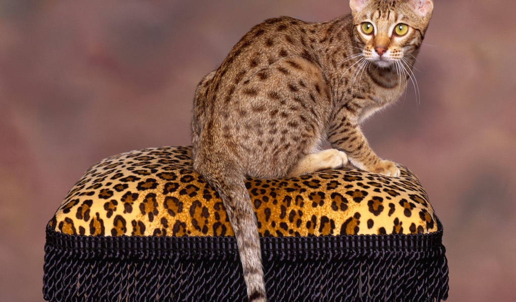 Бенгальский кот позирует