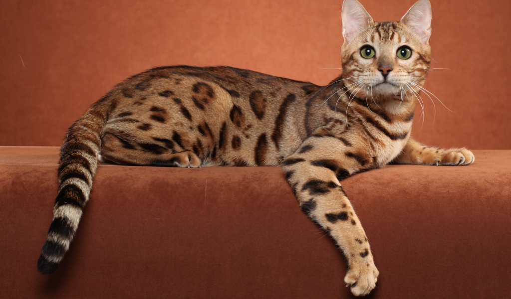Бенгальский кот позирует на коричневом фоне
